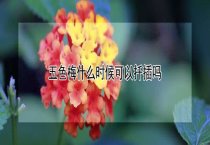 鹌鹑禽痘病怎样防治？