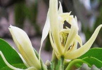 令箭荷花的栽培