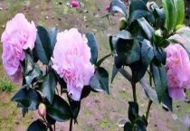 初学盆景制作有三忌