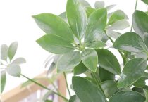 夏季栽平菇注重温湿度