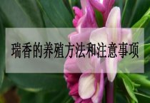 请问瑞香的养殖方法和注意事项
