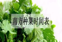 园林绿化病害：大叶黄杨炭疽病