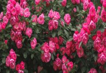 蜜蜂卷翅病的防治