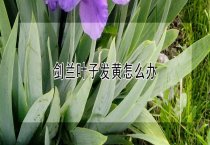 冻伤杜鹃的救治