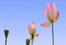 家鸽的生物学特性