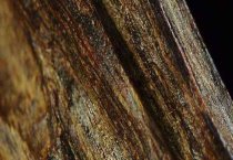 冬季盆栽花卉管理的要点