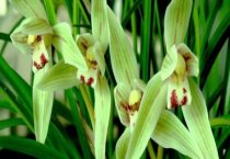 凤尾竹盆景修剪法