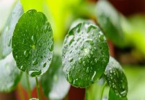 新购入育成藏獒的饲养管理