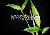 君子兰缩短了童龄期促开花管理