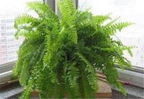 影响棉花产量的三项技术