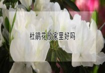 种獭兔选择和配种环节要点