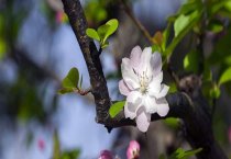 有关卡特兰花斑病的防治法