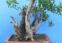 樱花的病害与管理