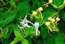 唐菖蒲花叶病