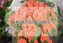 百合害虫防治法 百合害虫防治法