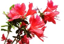 养好水仙把“四关”