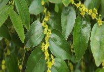 肉兔啃笼的五种诱因及其对策