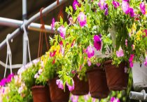 产蛋鸡的光照管理