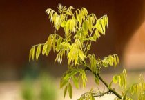 初冬盆栽花卉管理技术
