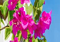 “苗为媒”（江西湖口80后大学生夫妻返乡创业）