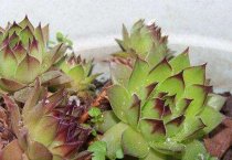 兰花花叶病防治 兰花花叶病防治