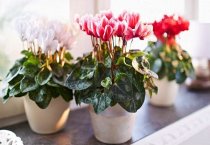 反季节香菇生产及市场分析