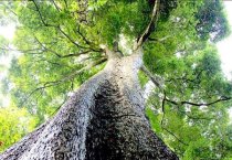 如何提高红叶樱花扦插成活率