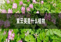 油菜根肿病的危害与防治