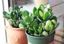 咋使平菇定时出菇