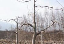 块茎采收保鲜：黄花马蹄莲