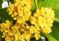 棉花优质高效简化栽培技术