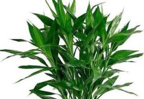 冬季养什么植物好（养这几种 冬季让家里生机勃勃）