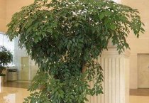 养殖孔雀的笼舍有哪些要求