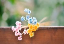 白花蛇的饲养与管理