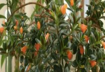 如何防治兰花花粉虱