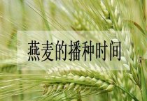 夏大豆宇航4号栽培技术