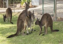 请问袋鼠刚出生有多大