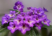 杂交棉花种植改进要点