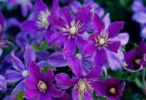 香菇栽培的段木制备