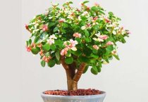 高产抗病棉花新品种苏棉14号
