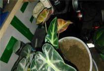 平菇菌丝出现“斑秃症”