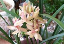 兰花最实用的肥料有哪些？