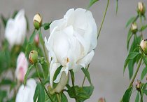 鹧鸪的支原体病防治