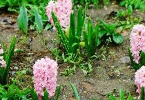 蛋鸡是不是需要限饲？