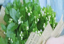 怎样批量繁殖桂花