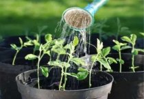 万年青天竺葵细菌性叶斑病防治 万年青天竺葵细菌性叶斑病防治