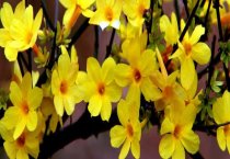 请问迎春花叶子发黄怎么回事