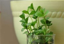 搞好原料储备 抓住杏鲍菇冬春栽培