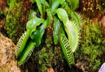 金毛狗 金毛狗脊