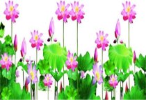 怎样栽培唐菖蒲(剑兰)